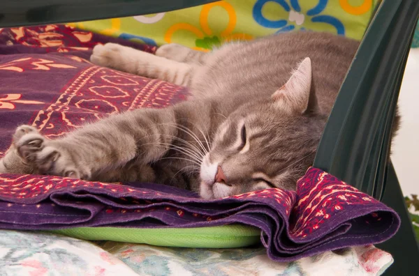 stock image Dozing Cat.