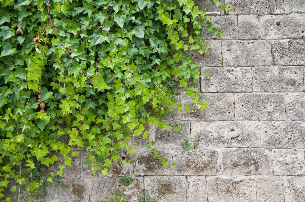 Climbing ivy on brickwall. — Stock Photo © milla74 #3248076