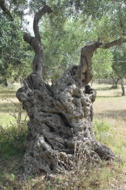 tipik Apulia zeytin ağacı.