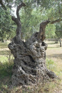 Typical apulian olive-tree. clipart