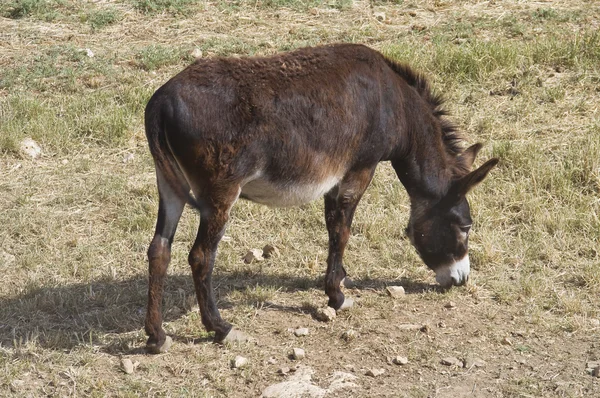 Donkey grazing. — Stock Photo, Image