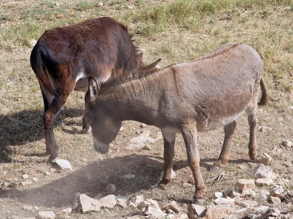 Donkeys. — Stock Photo, Image