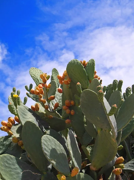 Cactus Fig. — Stock Photo, Image