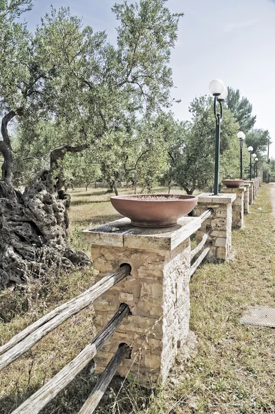 Olivenbäume Feld mit Zaun. — Stockfoto