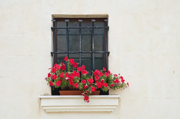 Window with geraniums. — Stock Photo, Image