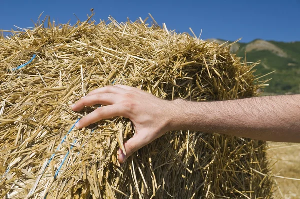 Hand on a rolling haystack. — Stock Photo, Image