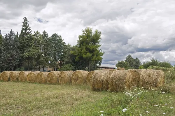 Rolling haystacks. — Stock Photo, Image