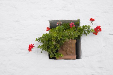 saksıyı bir pencerede. Alberobello. Apulia.