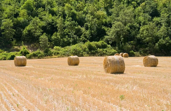 田舎で干し草を圧延. — ストック写真