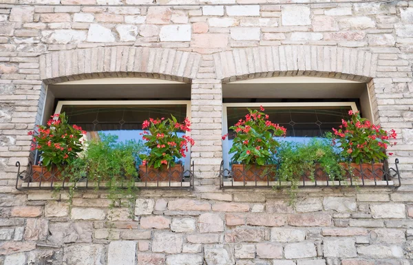 Two windows with flowerpots. — Stock Photo, Image