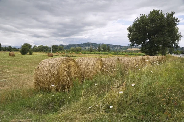 Rolling haystacks in countryside. — Stock Photo, Image