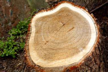 Chopped tree stump clipart