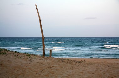 bir ağaç beach