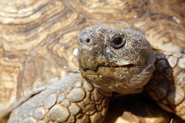 Tortoise Head clipart