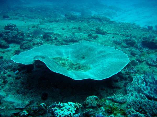 Tablo mercan — Stok fotoğraf