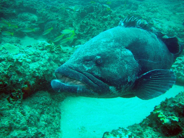 Grouper (Potato Bass) — Stock Photo, Image