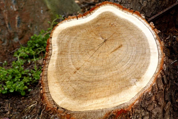 다진된 나무 그 루터 기 — 스톡 사진