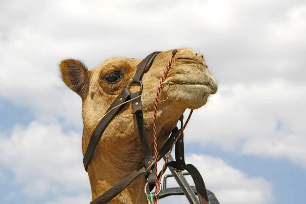 stock image Camel Caravan