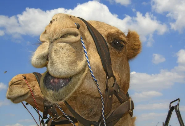 Caravana de camellos — Foto de Stock