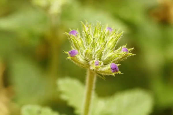 stock image Purple Budding flowers