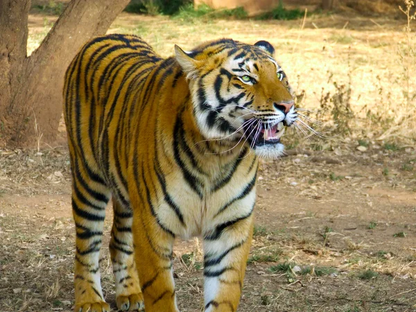 Hijgen tijger — Stockfoto