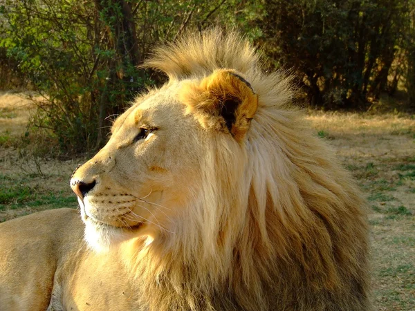 Joven león — Foto de Stock