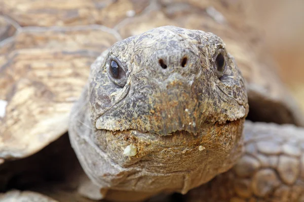 乌龟头 — 图库照片