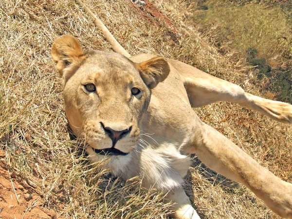 遊び心のある雌ライオン — ストック写真