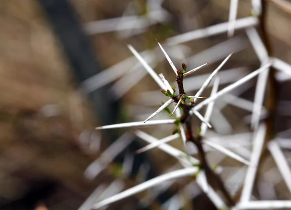 Acacia thorns Macro — Stock Photo, Image