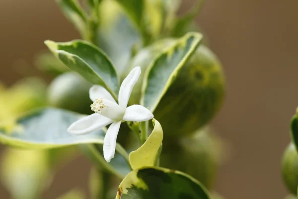Fehér virág Stock Fotó