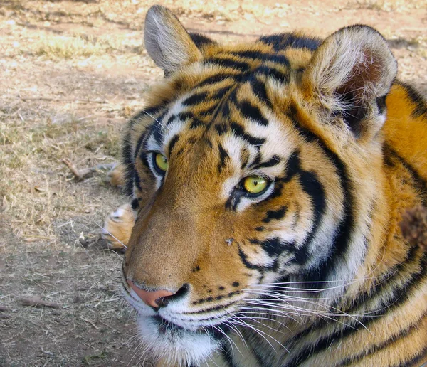 Piękny Tygrys Obrazy Stockowe bez tantiem