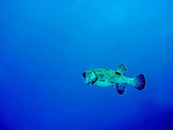 Kirpi balığı — Stok fotoğraf