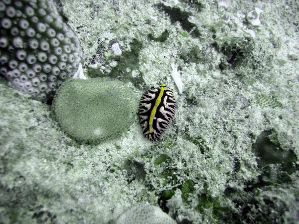 Πολύχρωμα nudibranch — Φωτογραφία Αρχείου