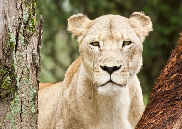 Giovane leonessa che sbircia tra gli alberi — Foto Stock