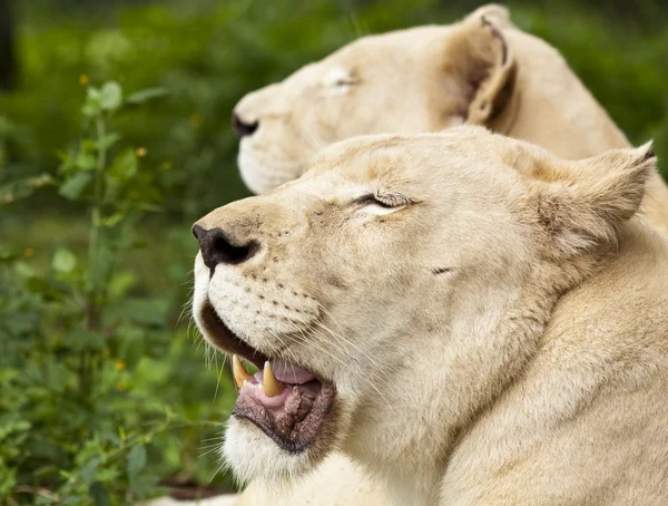 Gölgede dinlenmek lionesses — Stok fotoğraf