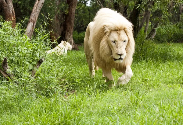 Singa muda berjalan melalui padang rumput — Stok Foto