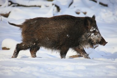 Wildschwein.