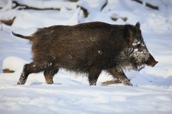 stock image Wildschwein