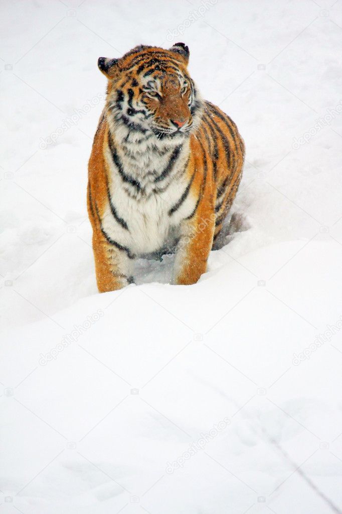 Sibirischer tiger