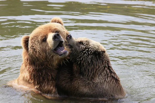 코디 악 갈색 곰 — 스톡 사진