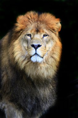 Aslan