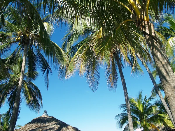 Bladeren van palmen — Stockfoto