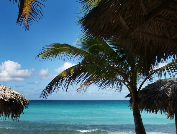 Palm on the beach — Stock Photo, Image