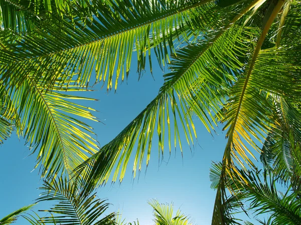 Folhas de palmeiras Imagem De Stock