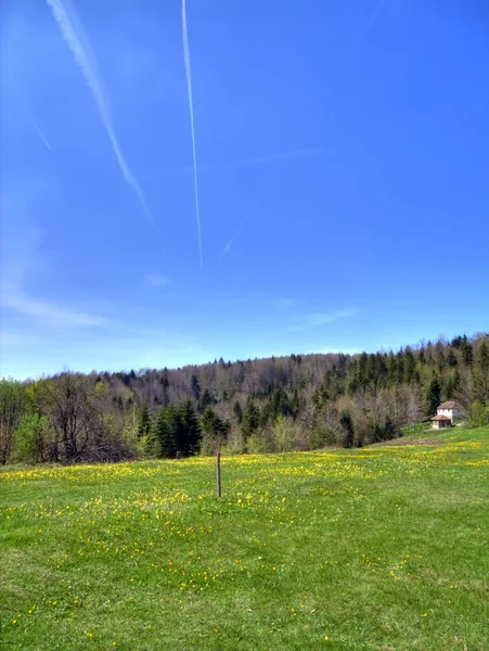 Lawn in Serbia,mountain Divcibare. Stock Image