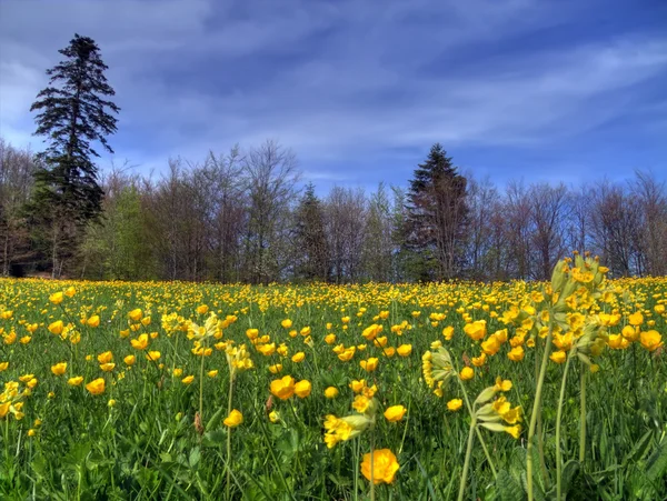 Rasen im Frühling Stockbild