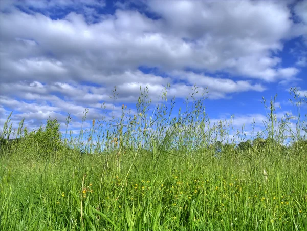 Stock image Lawn