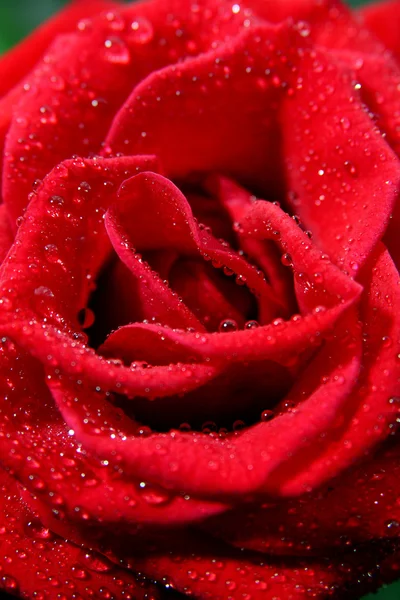 stock image Red rose