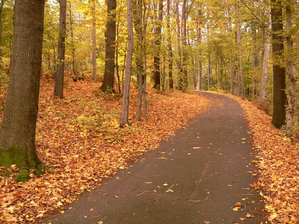 Camino de otoño — Foto de Stock