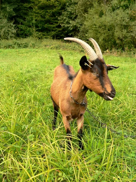Brown black goat — Stock Photo © pbukal #3460356